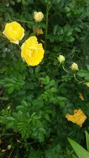foto phone 161 - Persian Yellow