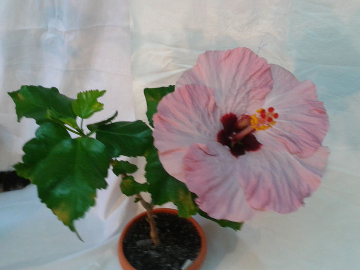 Fotografie0567 - HIBISCUS 2016