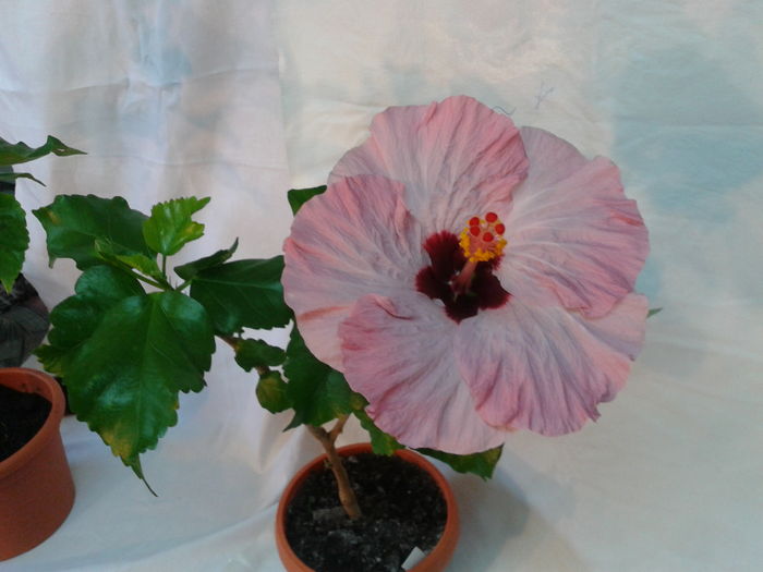Fotografie0566 - HIBISCUS 2016