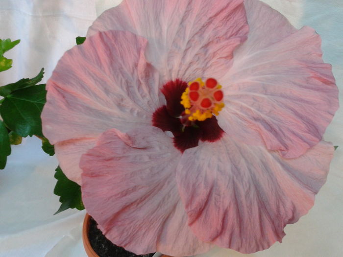 Fotografie0565 - HIBISCUS 2016