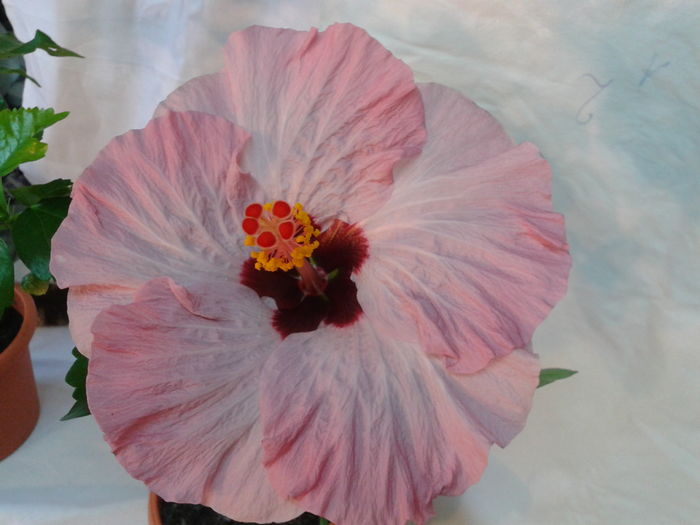 Fotografie0564 - HIBISCUS 2016
