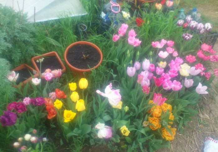 cateva lalele 15apr2016