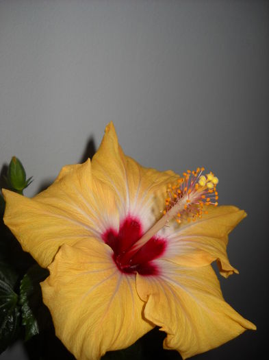 Yellow  Holiday - HIBISCUS -2016