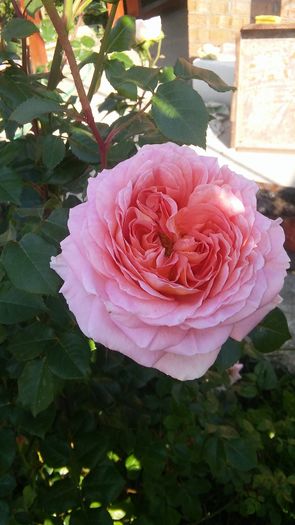 400 - engl Abraham darby