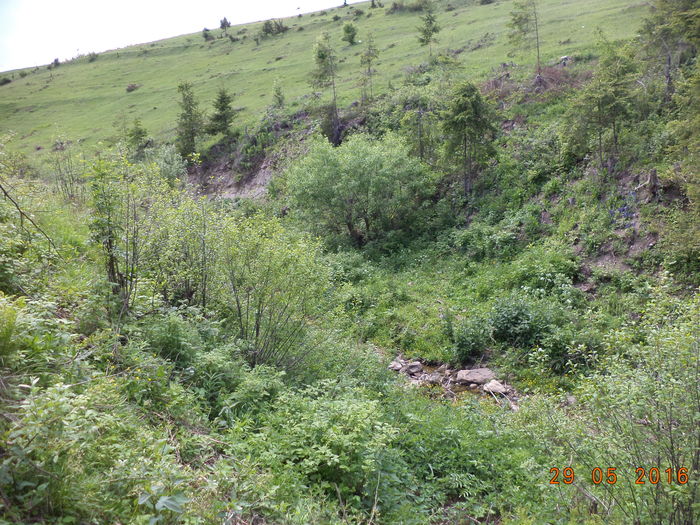 Aici era odata padure de molid - PLANTE SI FRUNZE DE ARBORI IN HRANA CAPRELOR