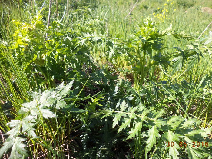 Alta planta medicinala buna la capre-7gp - PLANTE SI FRUNZE DE ARBORI IN HRANA CAPRELOR