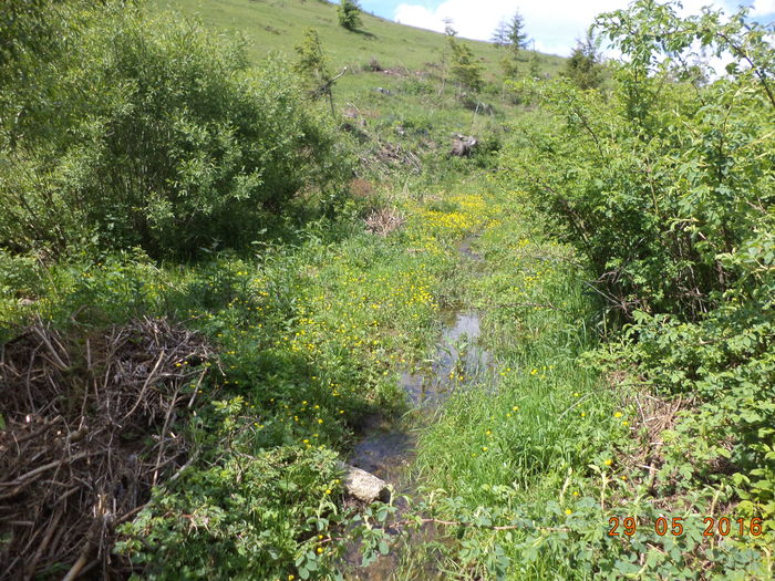 Bogatii pentru capre - PLANTE SI FRUNZE DE ARBORI IN HRANA CAPRELOR