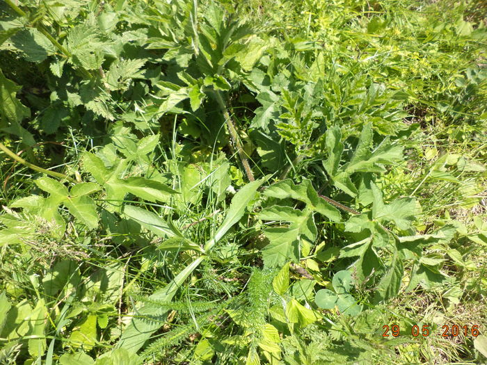 Branca-Ursului grasa-6 - PLANTE SI FRUNZE DE ARBORI IN HRANA CAPRELOR