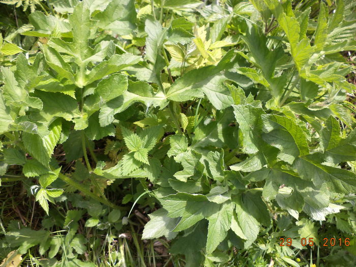 Branca-Ursului verde intens - PLANTE SI FRUNZE DE ARBORI IN HRANA CAPRELOR