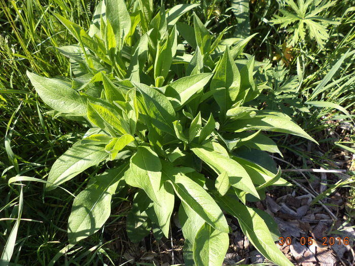 Buna la capre-7zs - PLANTE SI FRUNZE DE ARBORI IN HRANA CAPRELOR