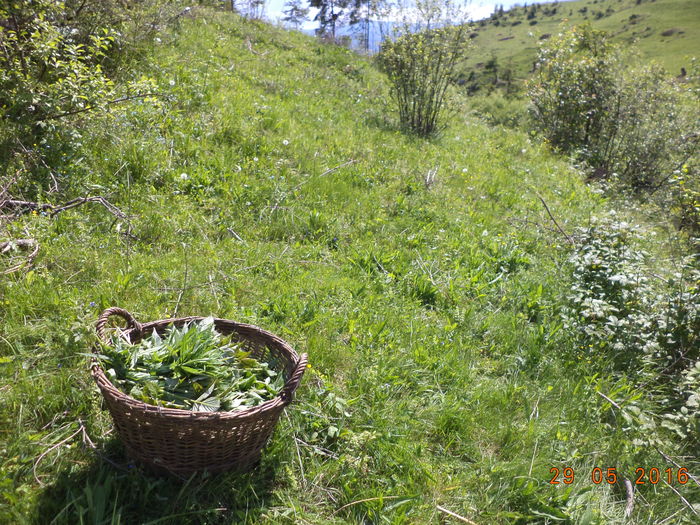 Cosarca cu bunatati la Alpine-65 - PLANTE SI FRUNZE DE ARBORI IN HRANA CAPRELOR