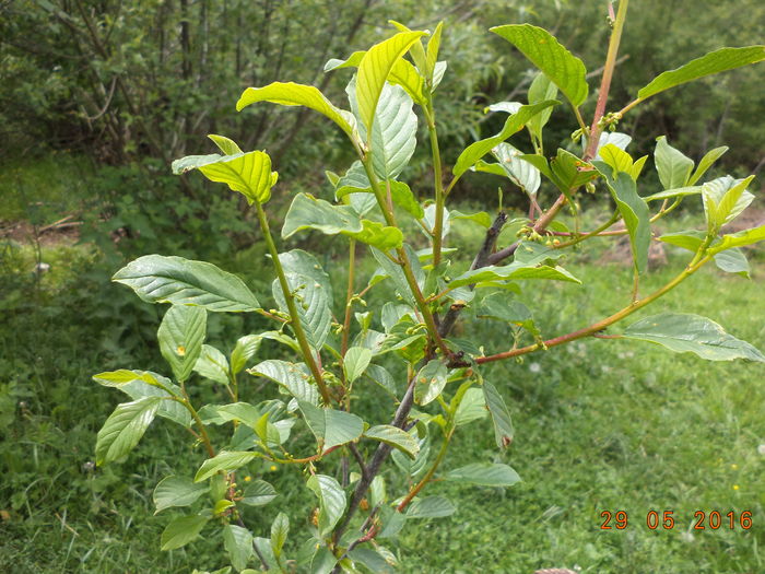 Crusin bun la capre frunzele doar cand nu le merge stomacul - PLANTE SI FRUNZE DE ARBORI IN HRANA CAPRELOR