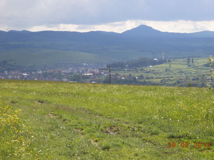 Drumul spre frunzaris-7dd - PLANTE SI FRUNZE DE ARBORI IN HRANA CAPRELOR