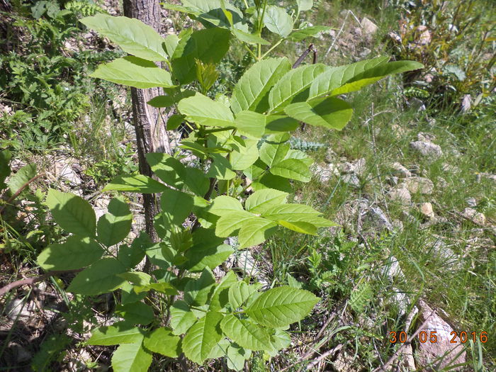 Frunze de frasin-excelente - PLANTE SI FRUNZE DE ARBORI IN HRANA CAPRELOR