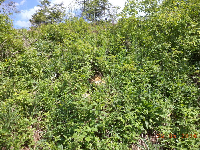Frunzis si plante grase - PLANTE SI FRUNZE DE ARBORI IN HRANA CAPRELOR