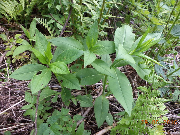 La capre mult apreciata - PLANTE SI FRUNZE DE ARBORI IN HRANA CAPRELOR