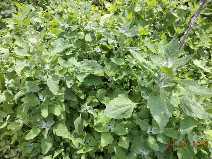Loboda grasa - PLANTE SI FRUNZE DE ARBORI IN HRANA CAPRELOR