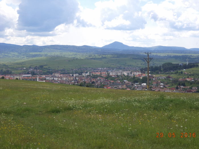 Municipiul Toplita-1 - PLANTE SI FRUNZE DE ARBORI IN HRANA CAPRELOR