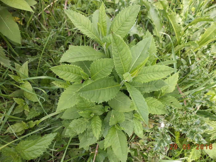 Nu  stiu numele acestei plante dar care o manaca cu spor caprele