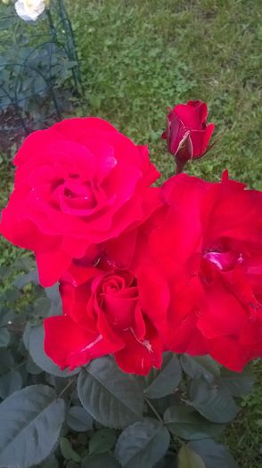 foc de tabara - Trandafiri 2016