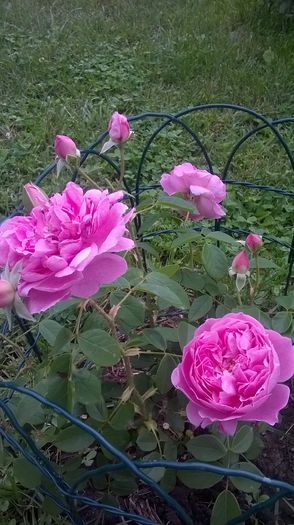 harlow carr - Trandafiri 2016