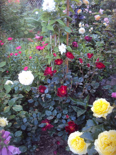 Zeelandia - 2016 Gradina rozelor