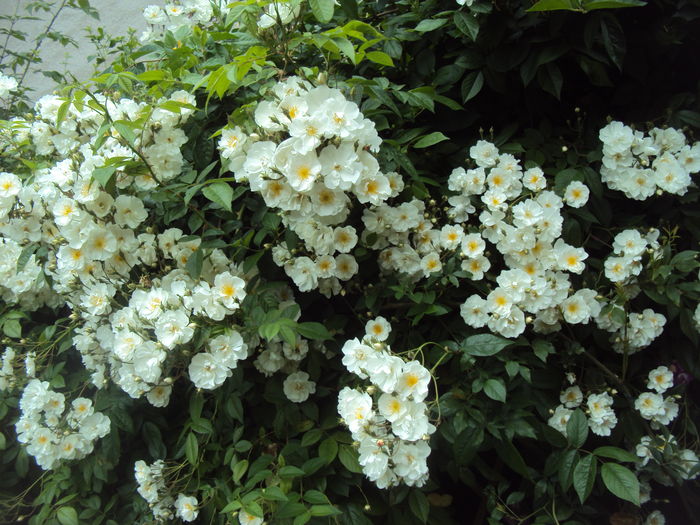 DSC02689 - 2016 Gradina rozelor