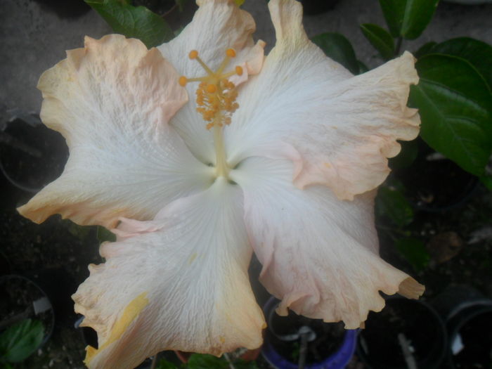 037