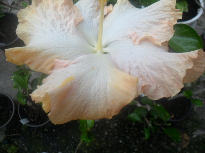 038