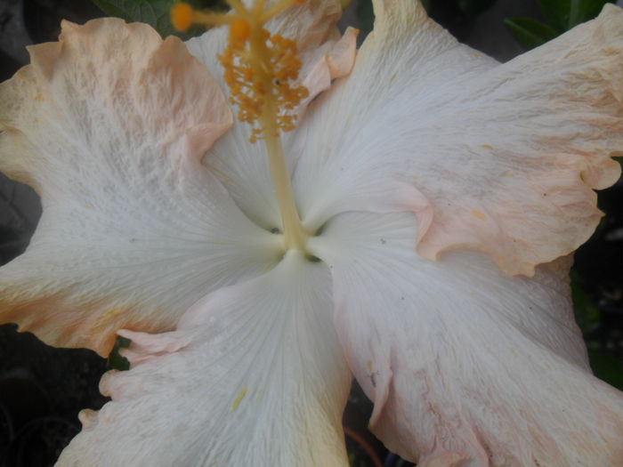 050