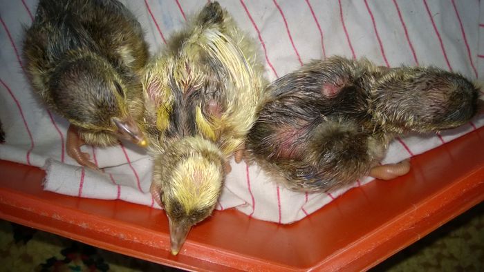 WP_20160601_001 - Paunii mei