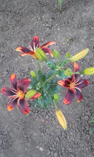 20160531_210412 - crini si hemerocallis  2016