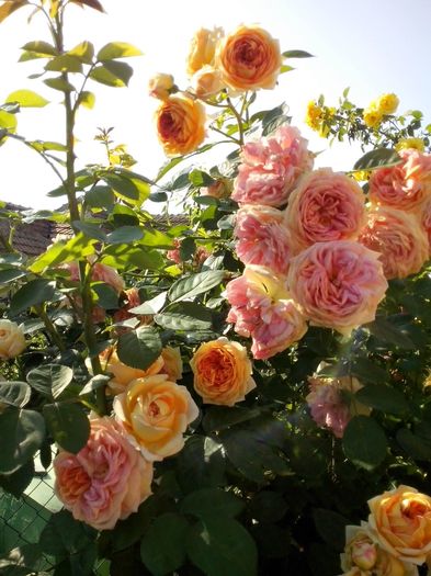 minunatul meu alchemyst - 0 TRANDAFIRI 2016