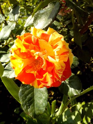 oranges and lemons - 0 TRANDAFIRI 2016