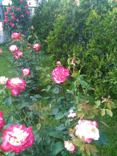 P_20160524_194340[1] - trandafiri