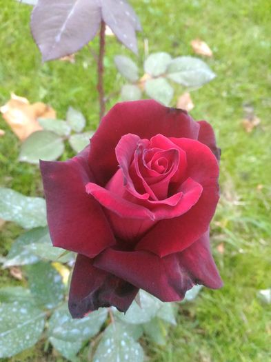 P_20160522_183214[1] - trandafiri