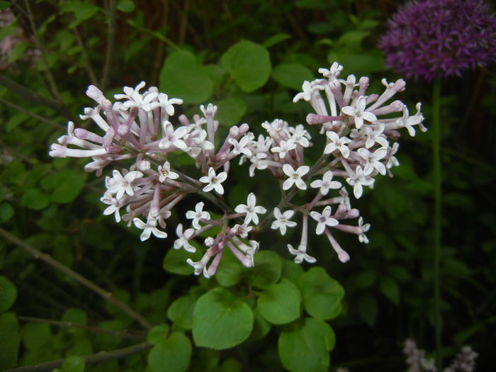 Syringa patula Miss Kim (2016, Apr.29)