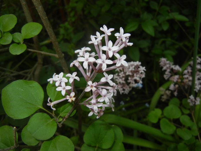 Syringa patula Miss Kim (2016, Apr.29) Syringa patula Miss Kim (2016, Apr.29)