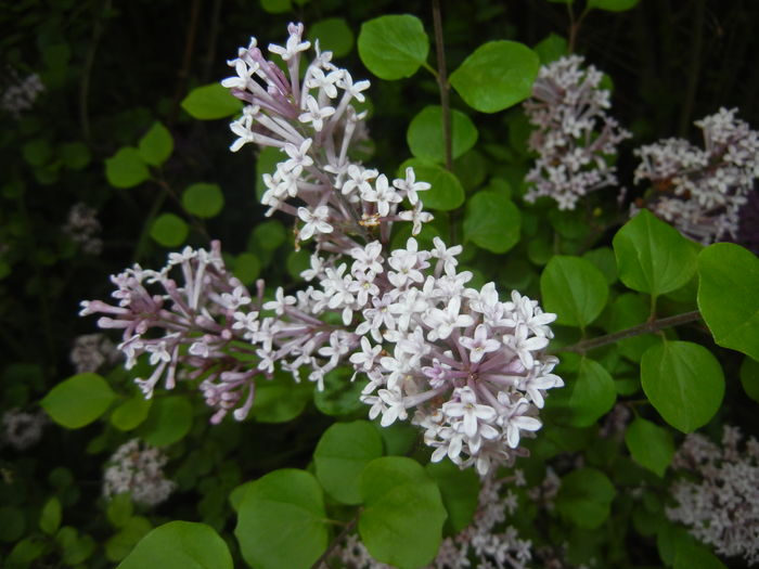 Syringa patula Miss Kim (2016, May 02) Syringa patula Miss Kim (2016, May 02)