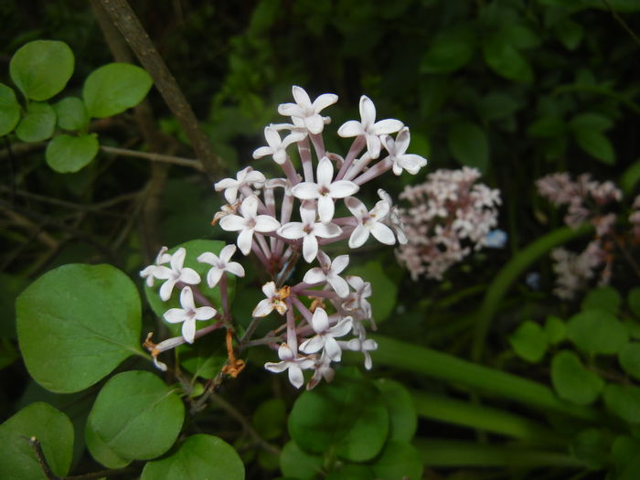 Syringa patula Miss Kim (2016, May 02) Syringa patula Miss Kim (2016, May 02)