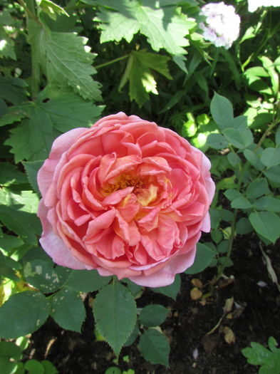 Boscobel • Auscousin 152; Shrub.  English Rose Collection.  Bred by David C. H. Austin (United Kingdom, 2012).
