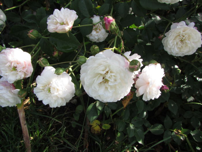 Little White Pet 155