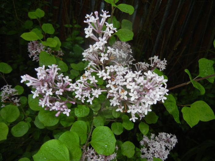 Syringa patula Miss Kim (2016, May 03)