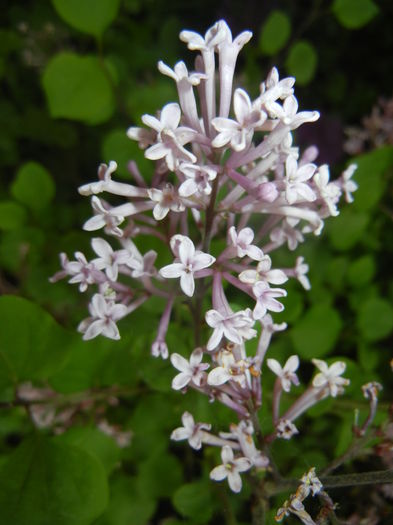 Syringa patula Miss Kim (2016, May 06)