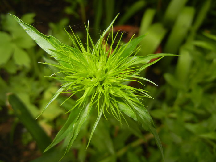 Dianthus barbatus (2016, May 02)