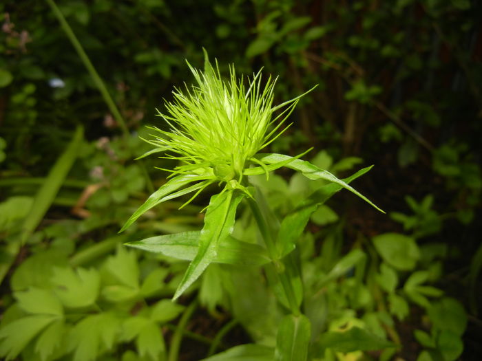 Dianthus barbatus (2016, May 06)