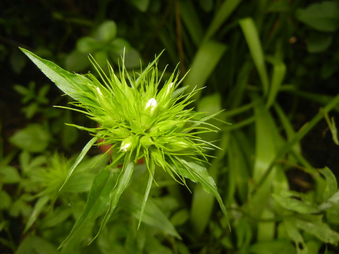 Dianthus barbatus (2016, May 10)