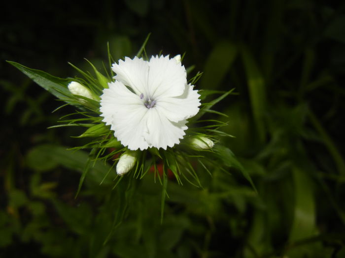 Dianthus barbatus (2016, May 14)