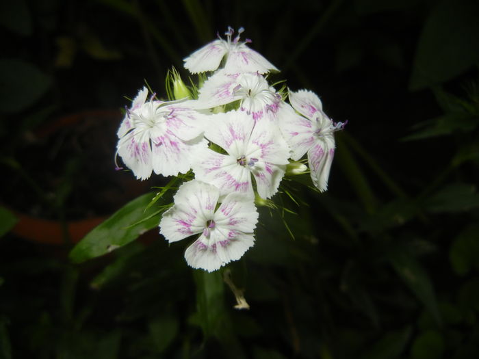 Dianthus barbatus (2016, May 27)