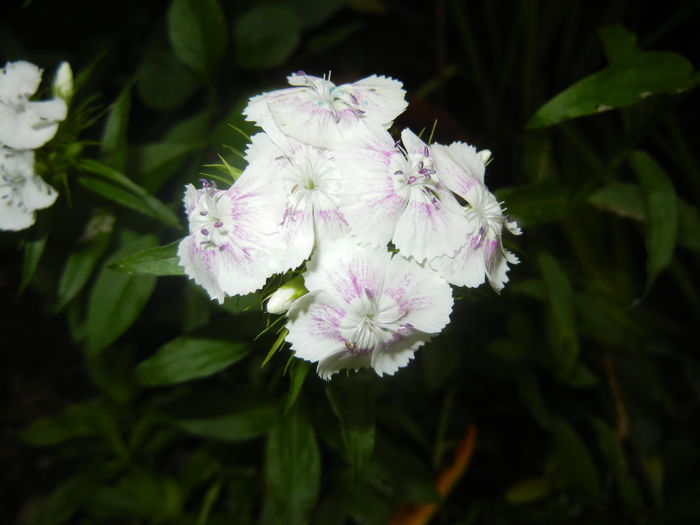 Dianthus barbatus (2016, May 27)